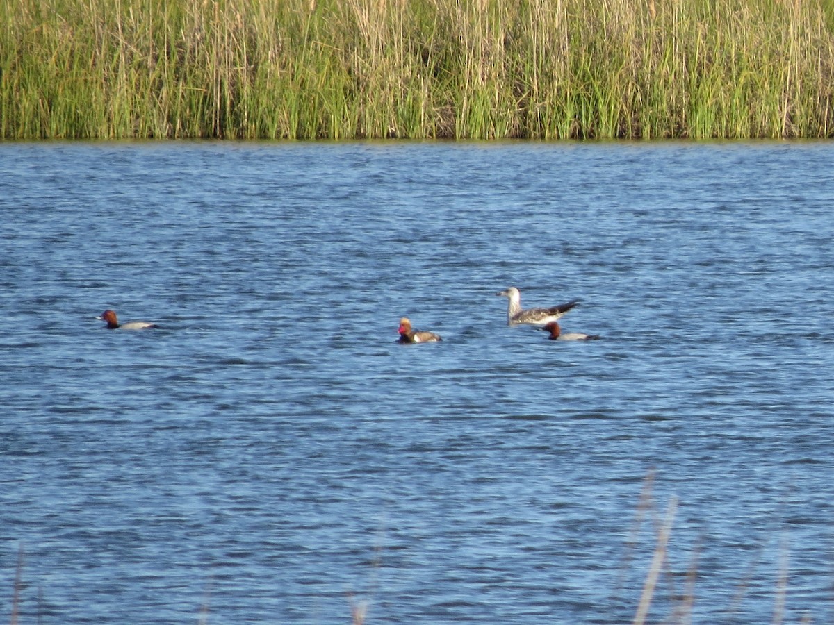 Red-crested Pochard - ML644915195