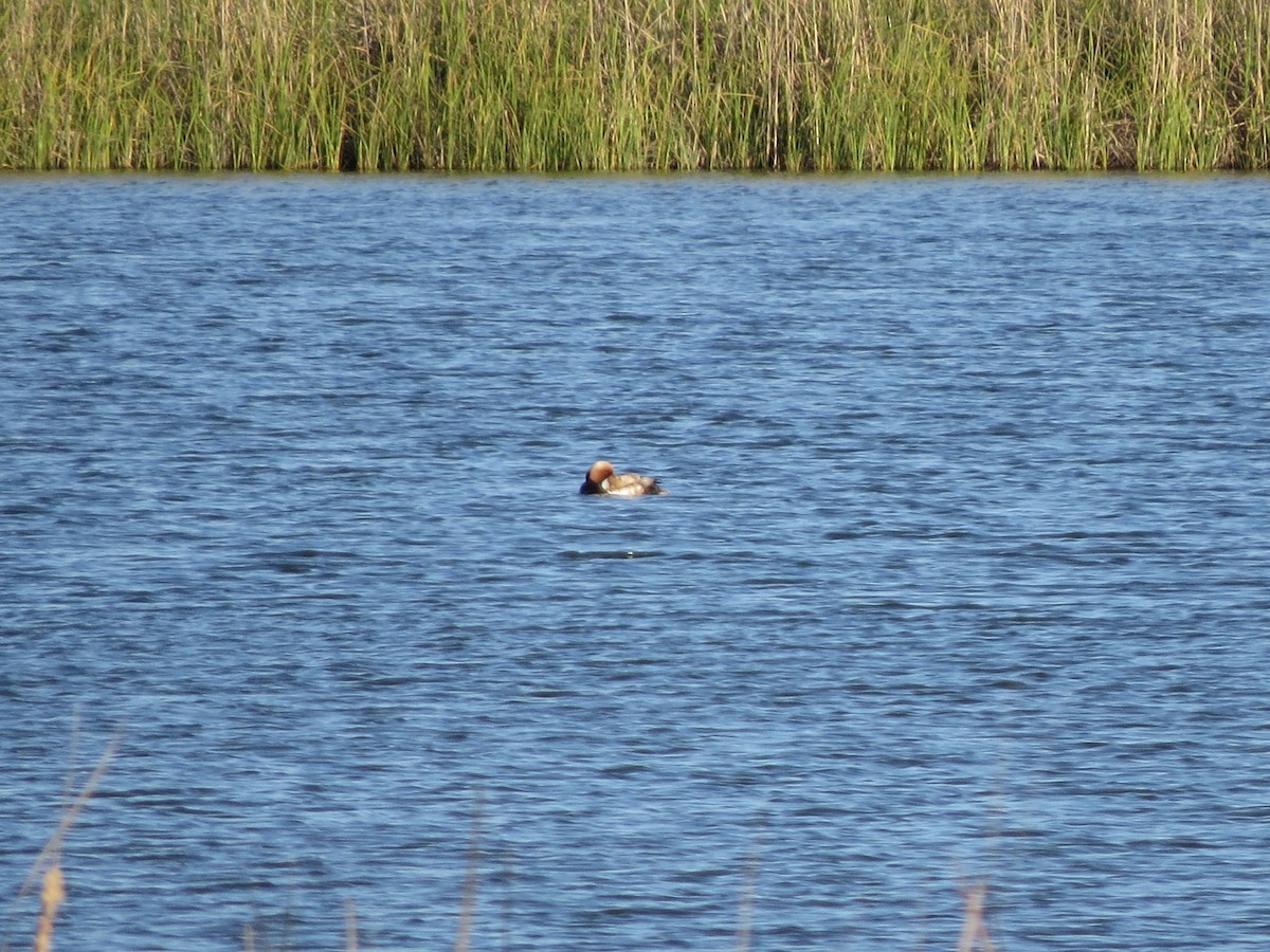 Red-crested Pochard - ML644915196