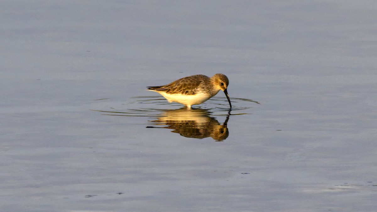 Dunlin - ML644915198