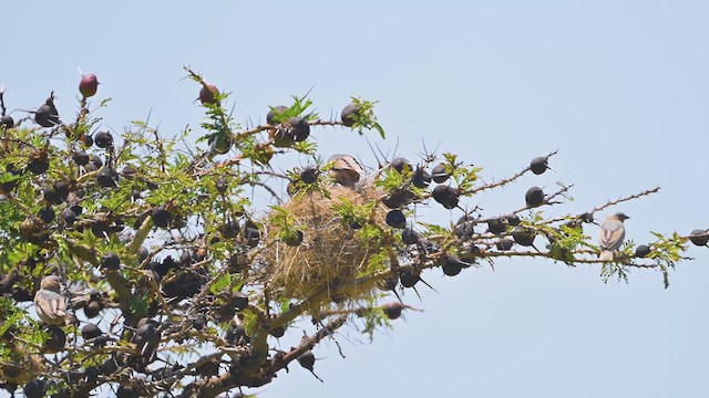 Gray-capped Social-Weaver - ML644915205