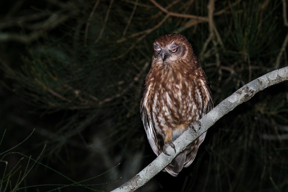 Australian Boobook (Boobook) - ML644915213