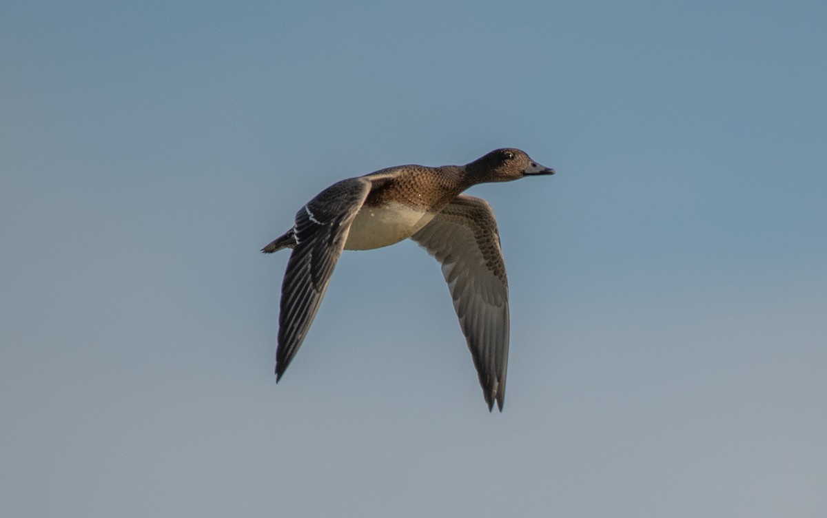 Eurasian Wigeon - ML644915218