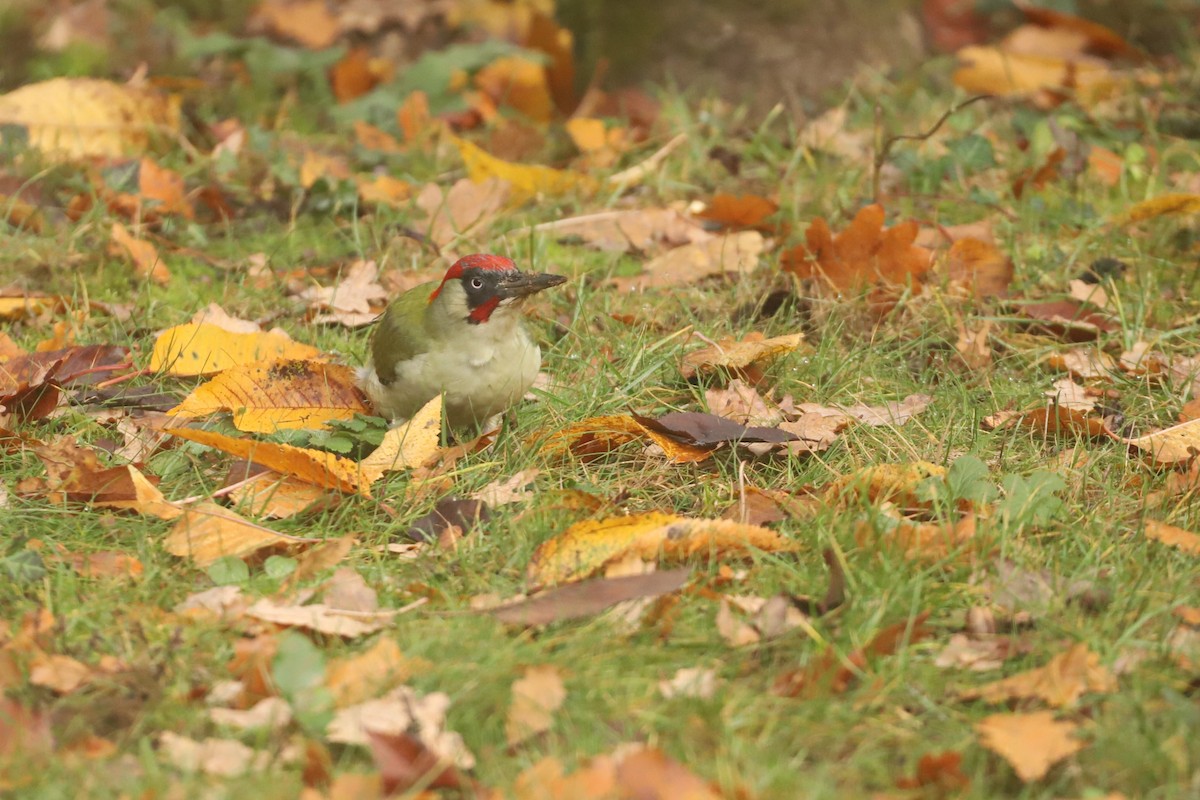 Eurasian Green Woodpecker - ML644915229