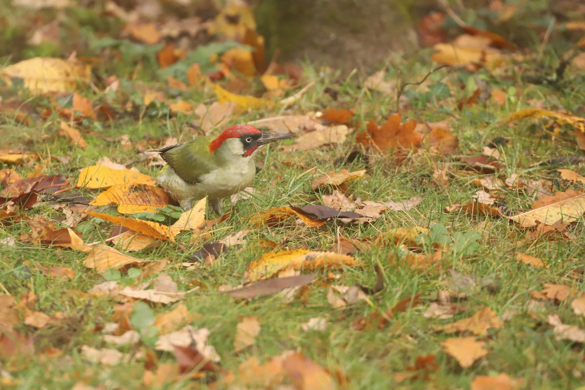 Eurasian Green Woodpecker - ML644915230