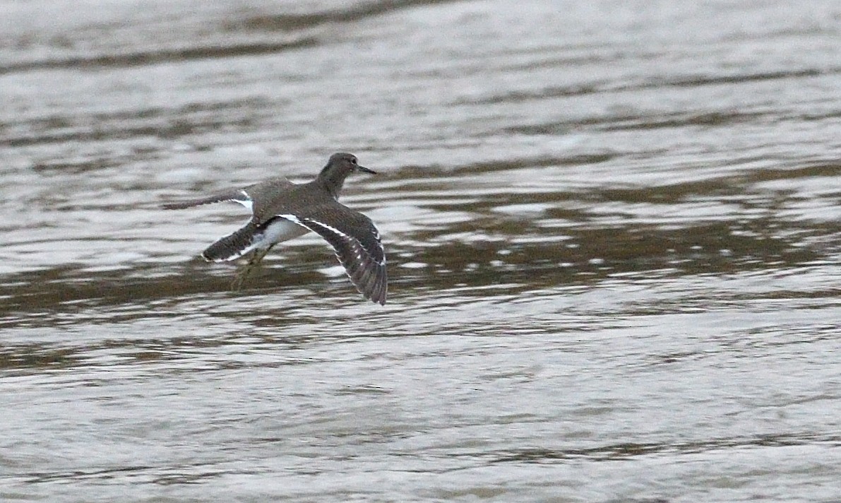 Common Sandpiper - ML644915245