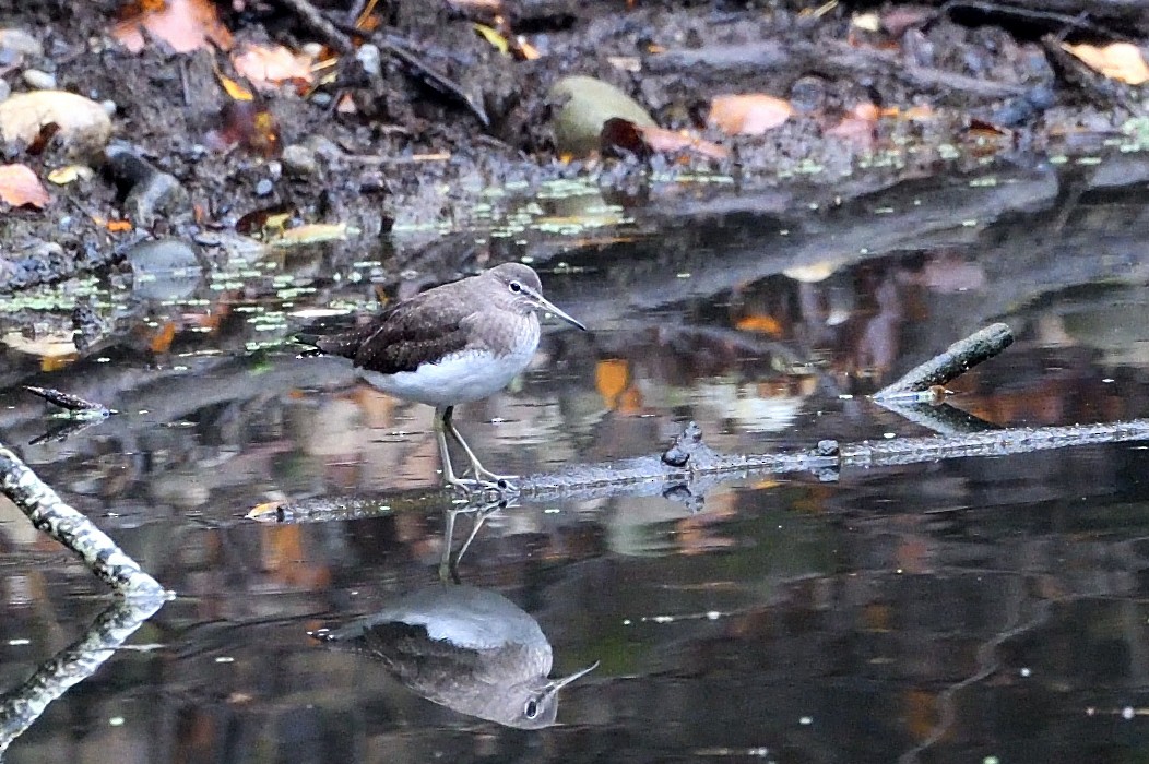 Green Sandpiper - ML644915255