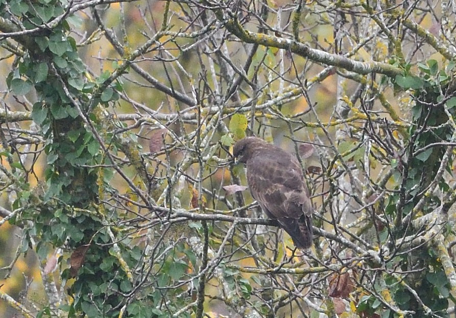 Common Buzzard - ML644915257