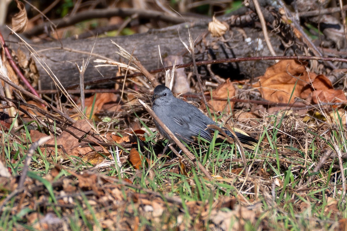Пересмішник сірий - ML644915261