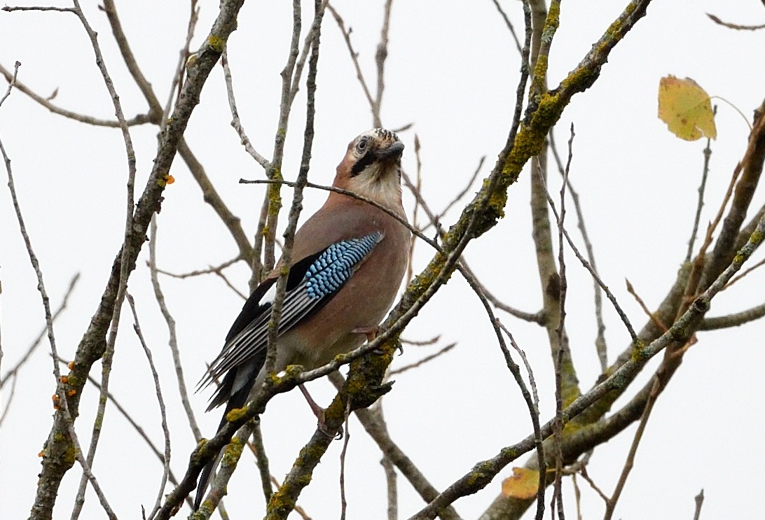 Eurasian Jay - ML644915262