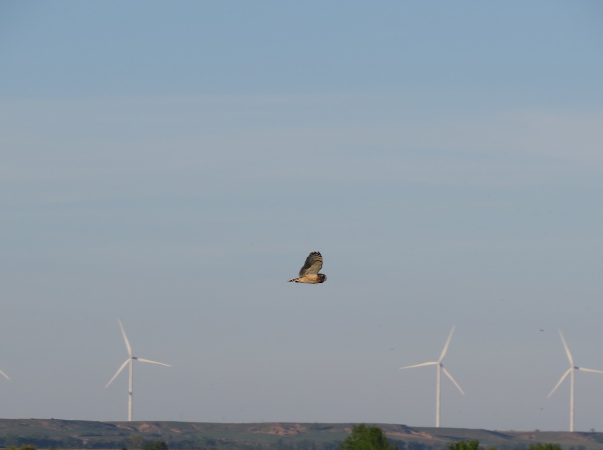Short-eared Owl - ML644915277