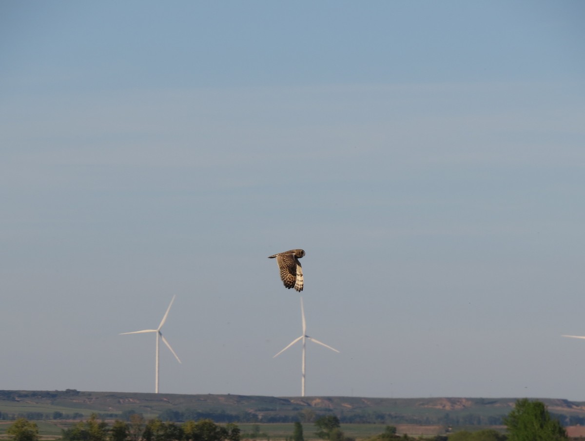 Short-eared Owl - ML644915278