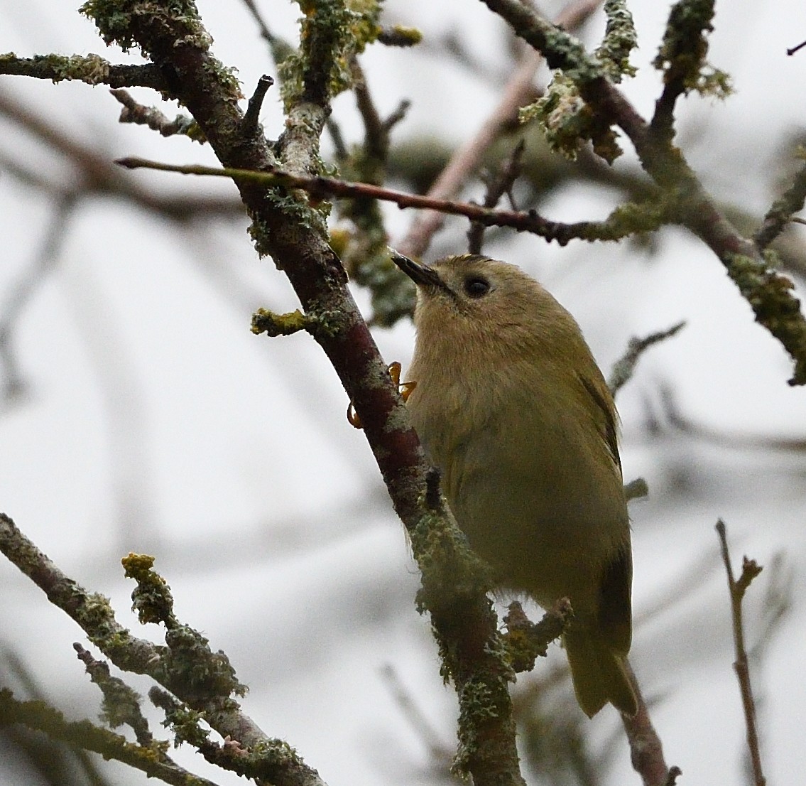 Goldcrest - ML644915287