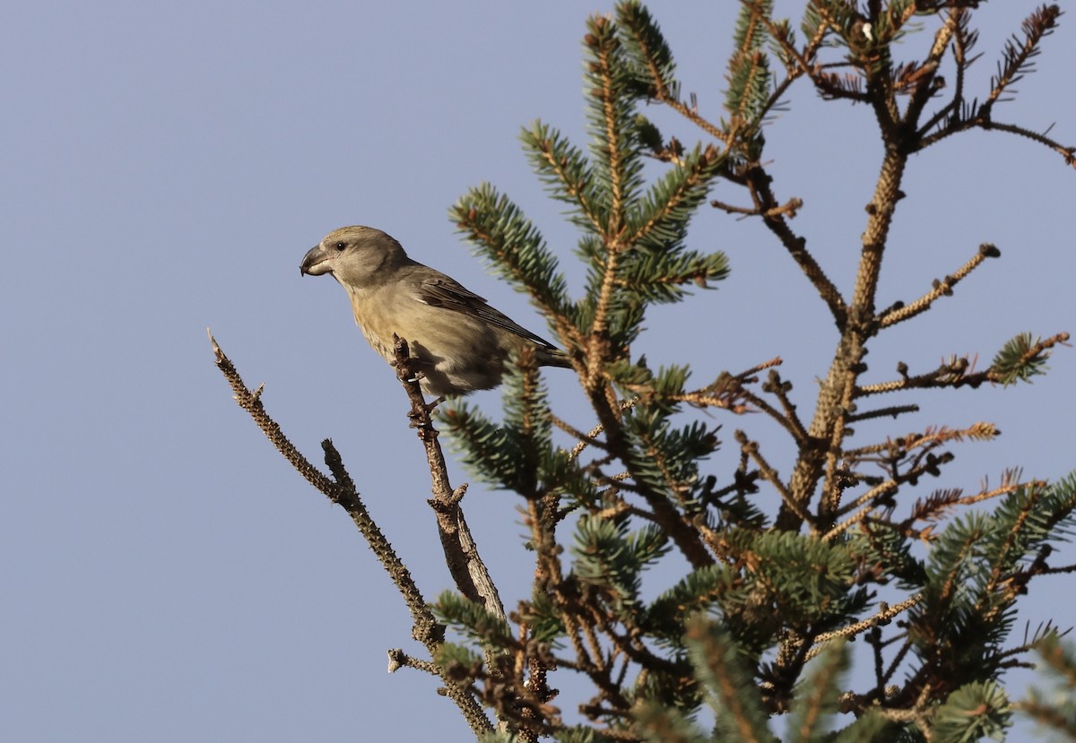 furukorsnebb - ML644915288