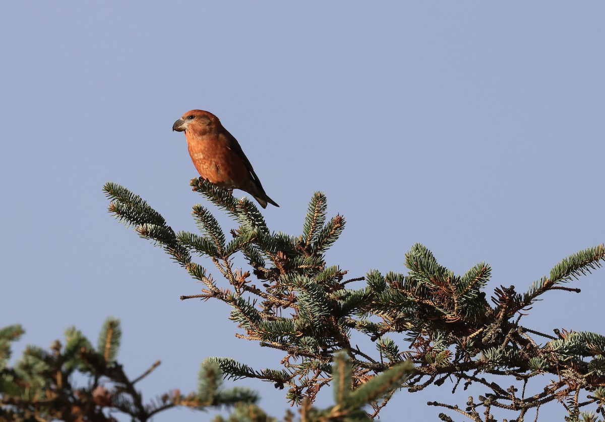 furukorsnebb - ML644915289