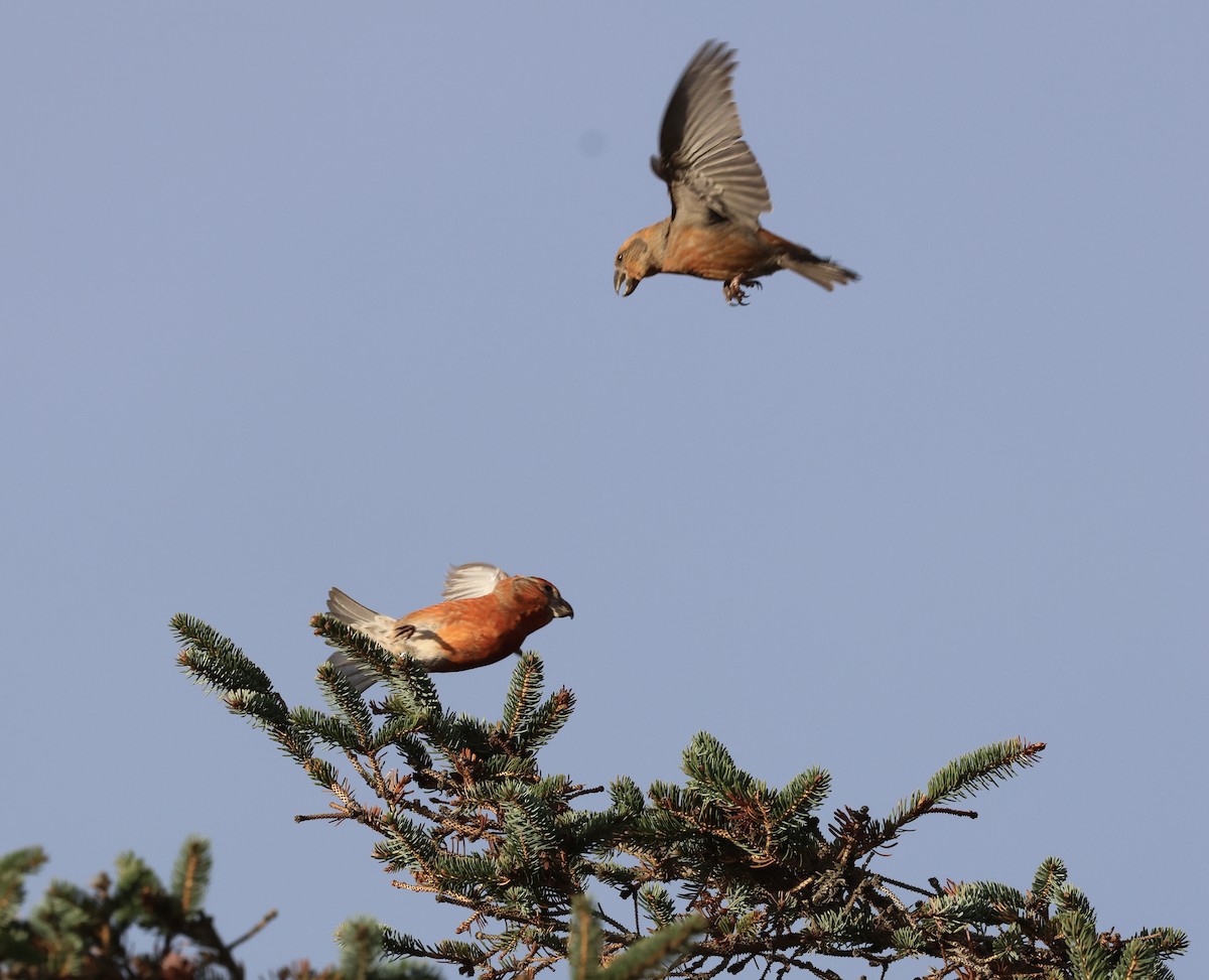 furukorsnebb - ML644915290