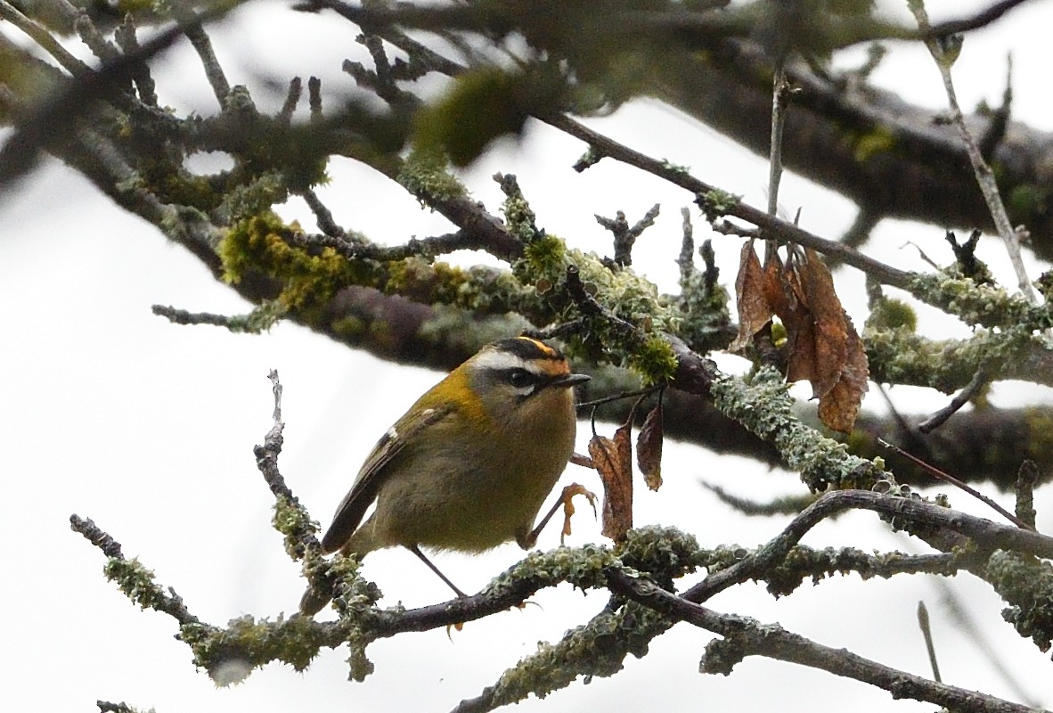 Common Firecrest - ML644915298