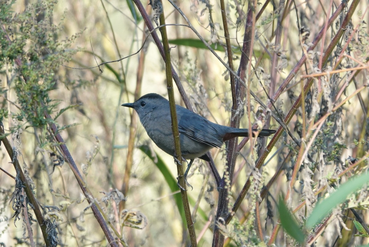 Пересмішник сірий - ML644915301