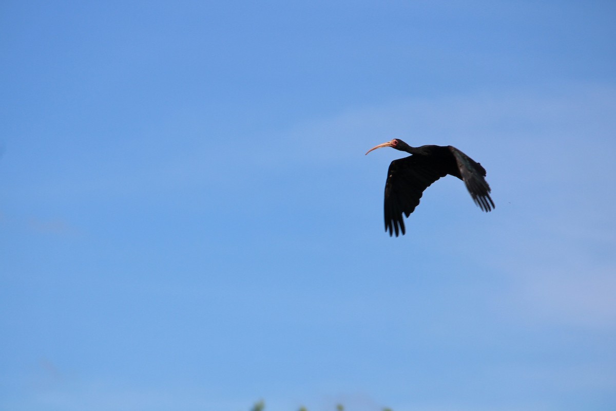 Bare-faced Ibis - ML644915303