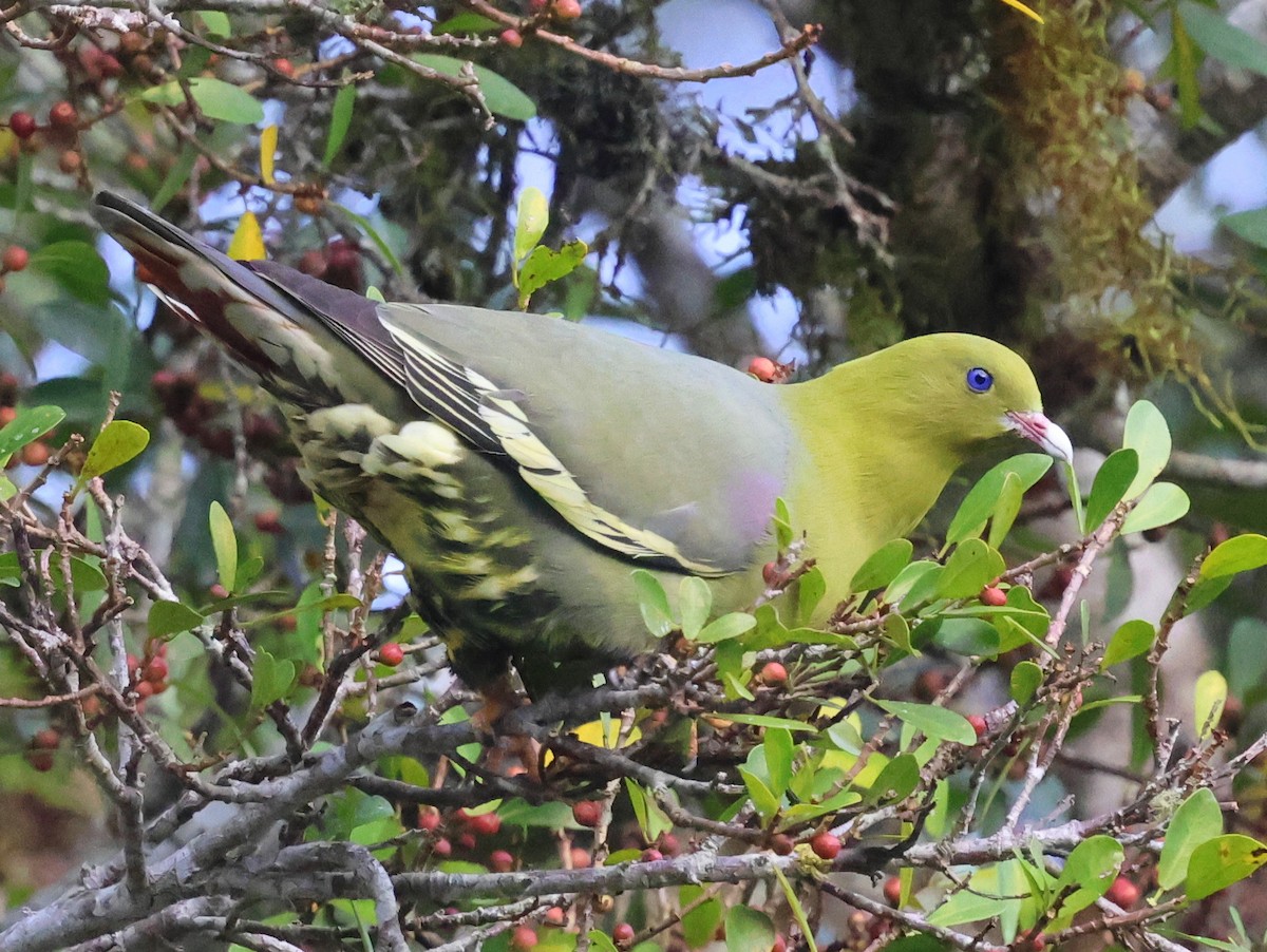 マダガスカルアオバト - ML644915304