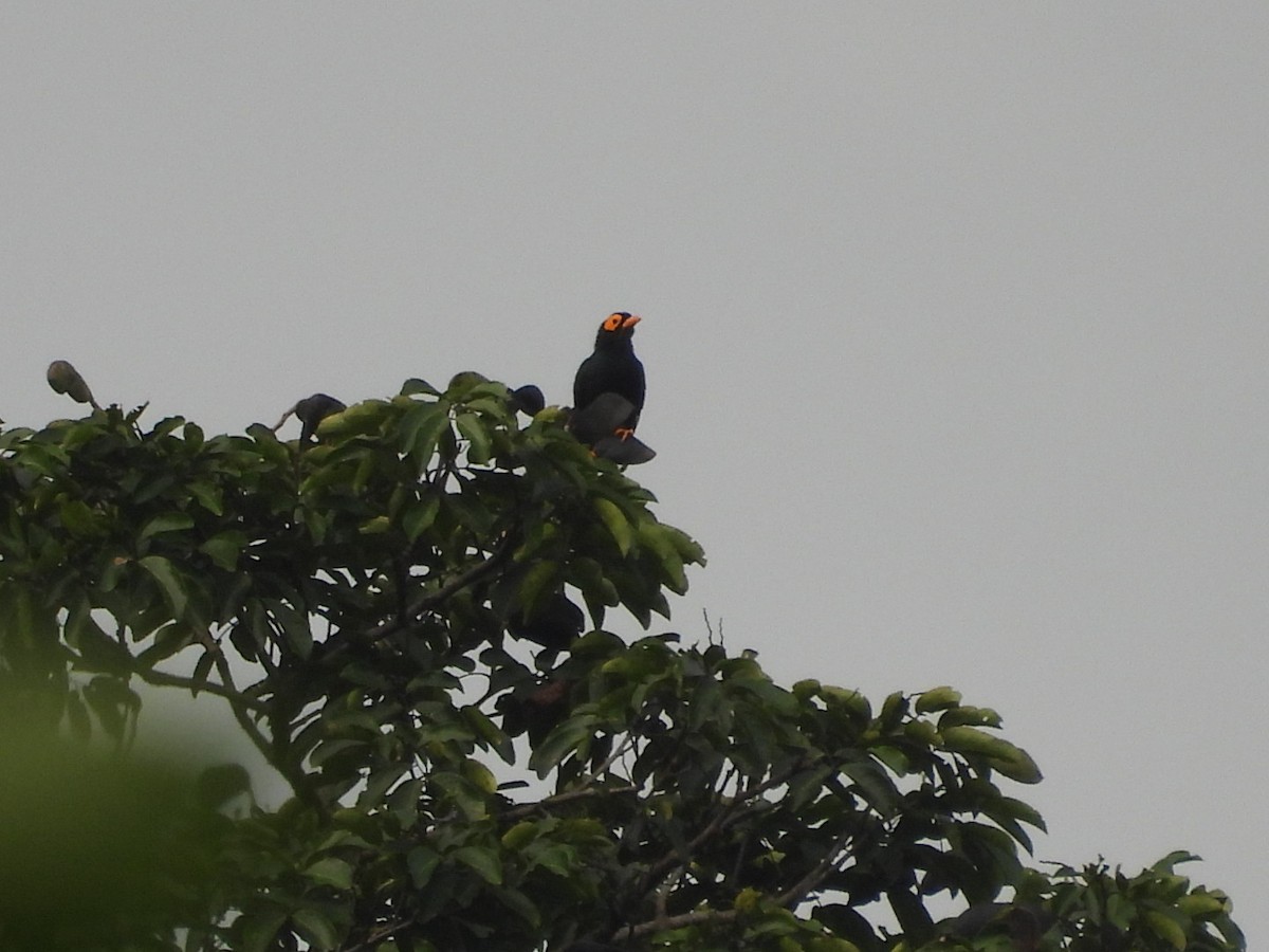 Yellow-faced Myna - ML644915314