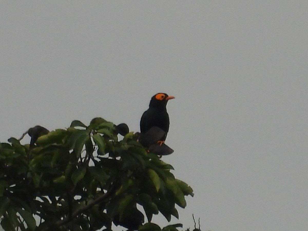 Yellow-faced Myna - ML644915315