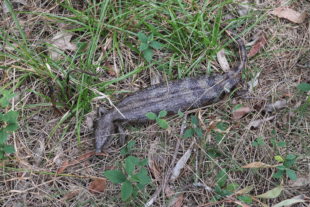 Common Bluetongue - ML644915333