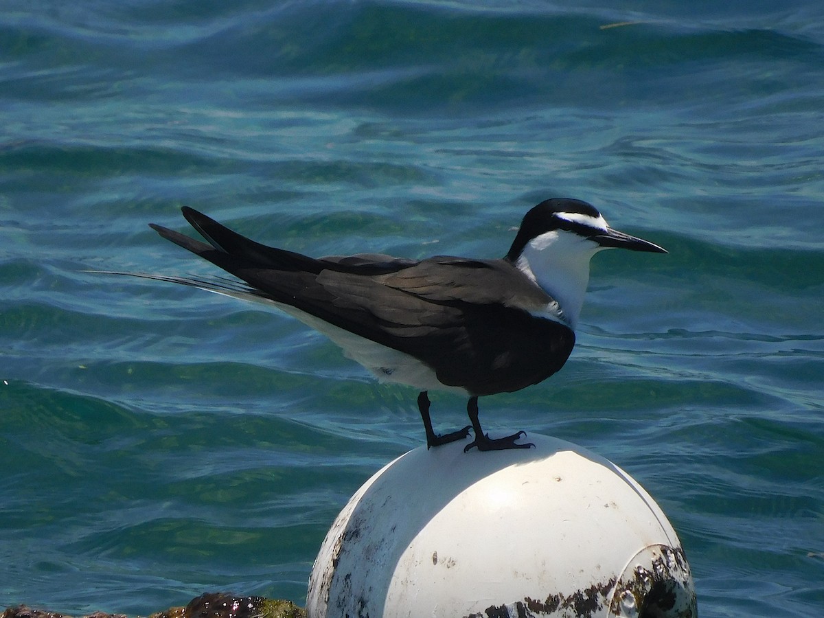 שחפית רסן - ML644915337
