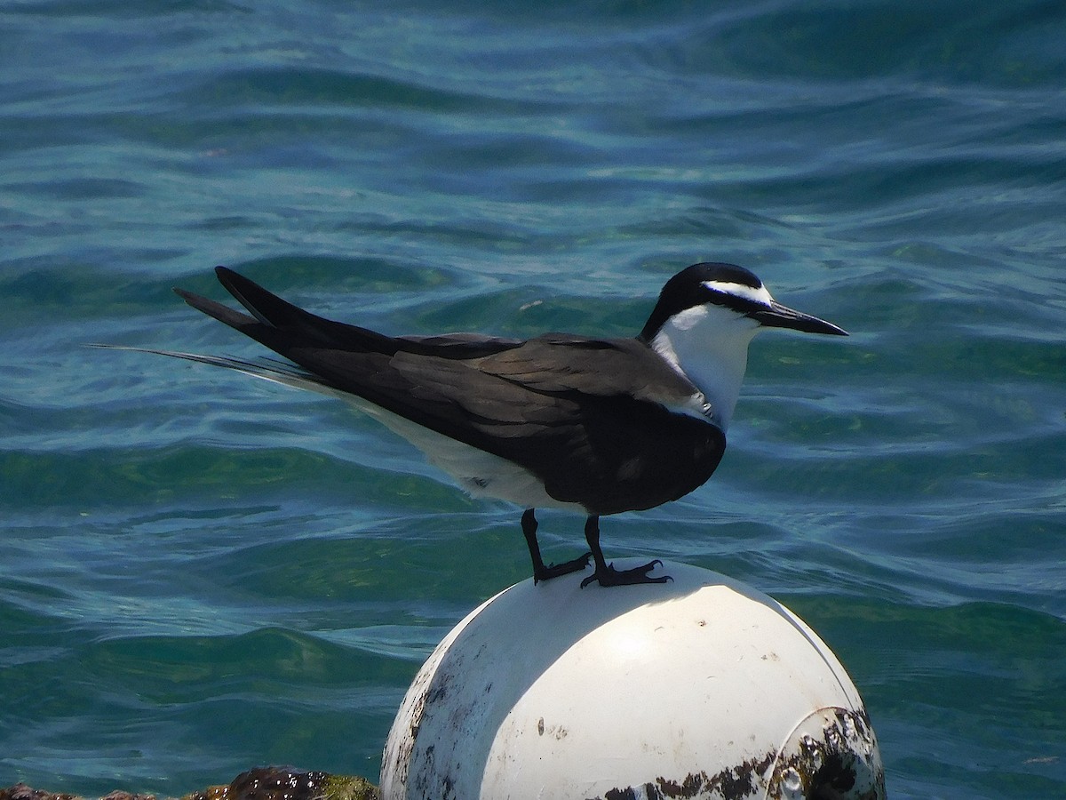 שחפית רסן - ML644915338