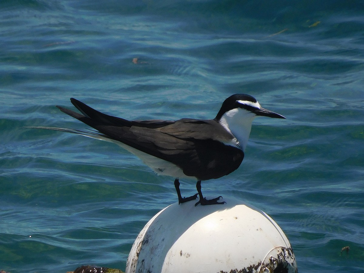 שחפית רסן - ML644915339