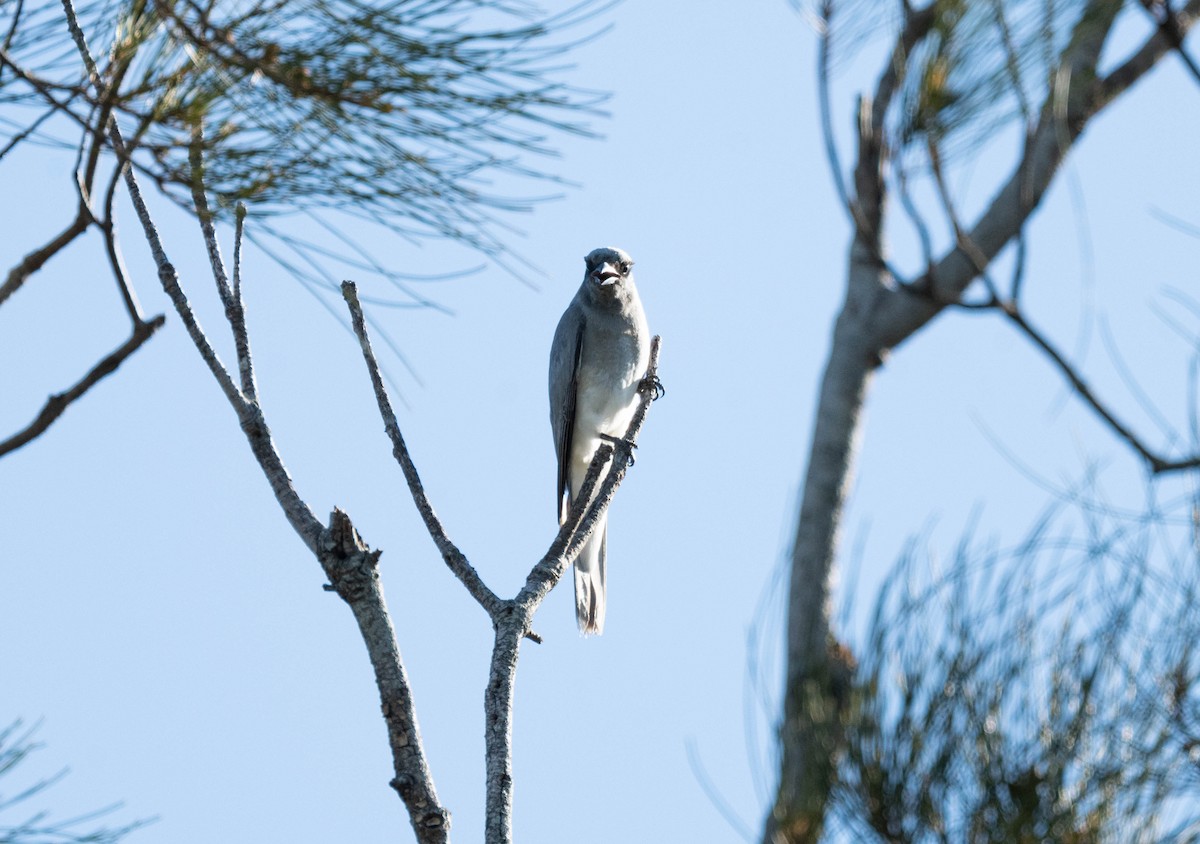 Black-faced Cuckooshrike - ML644915343