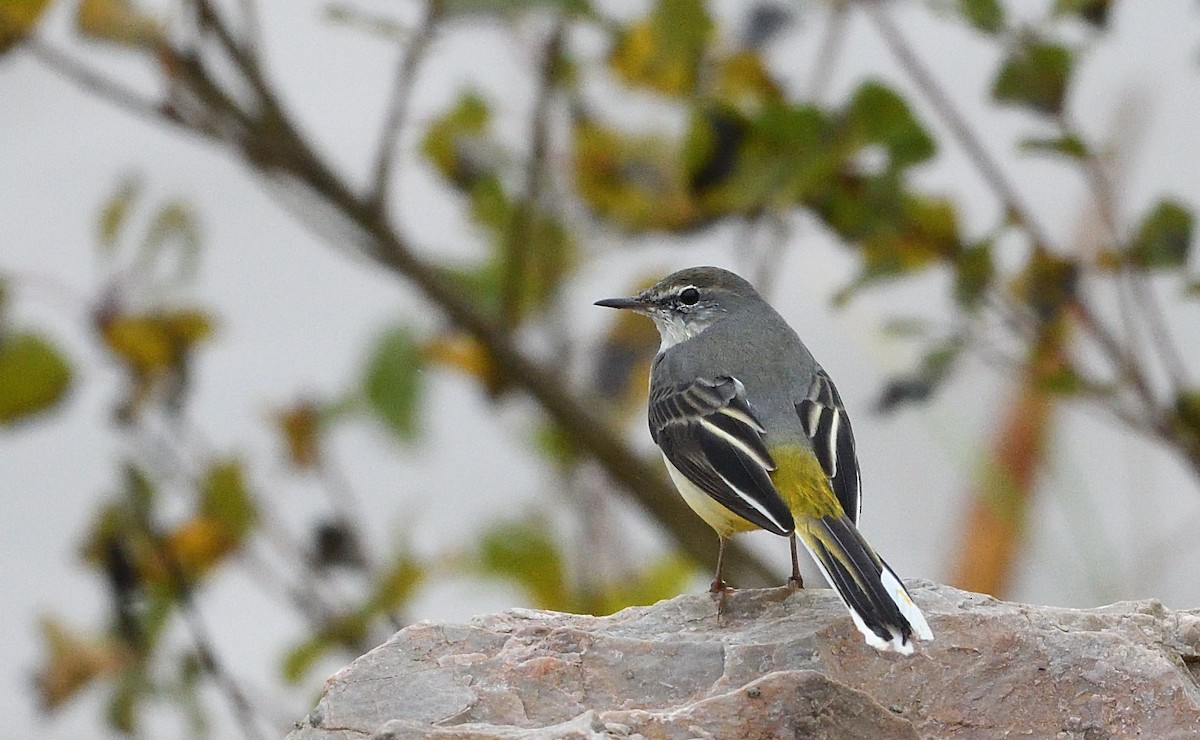Gray Wagtail - ML644915348