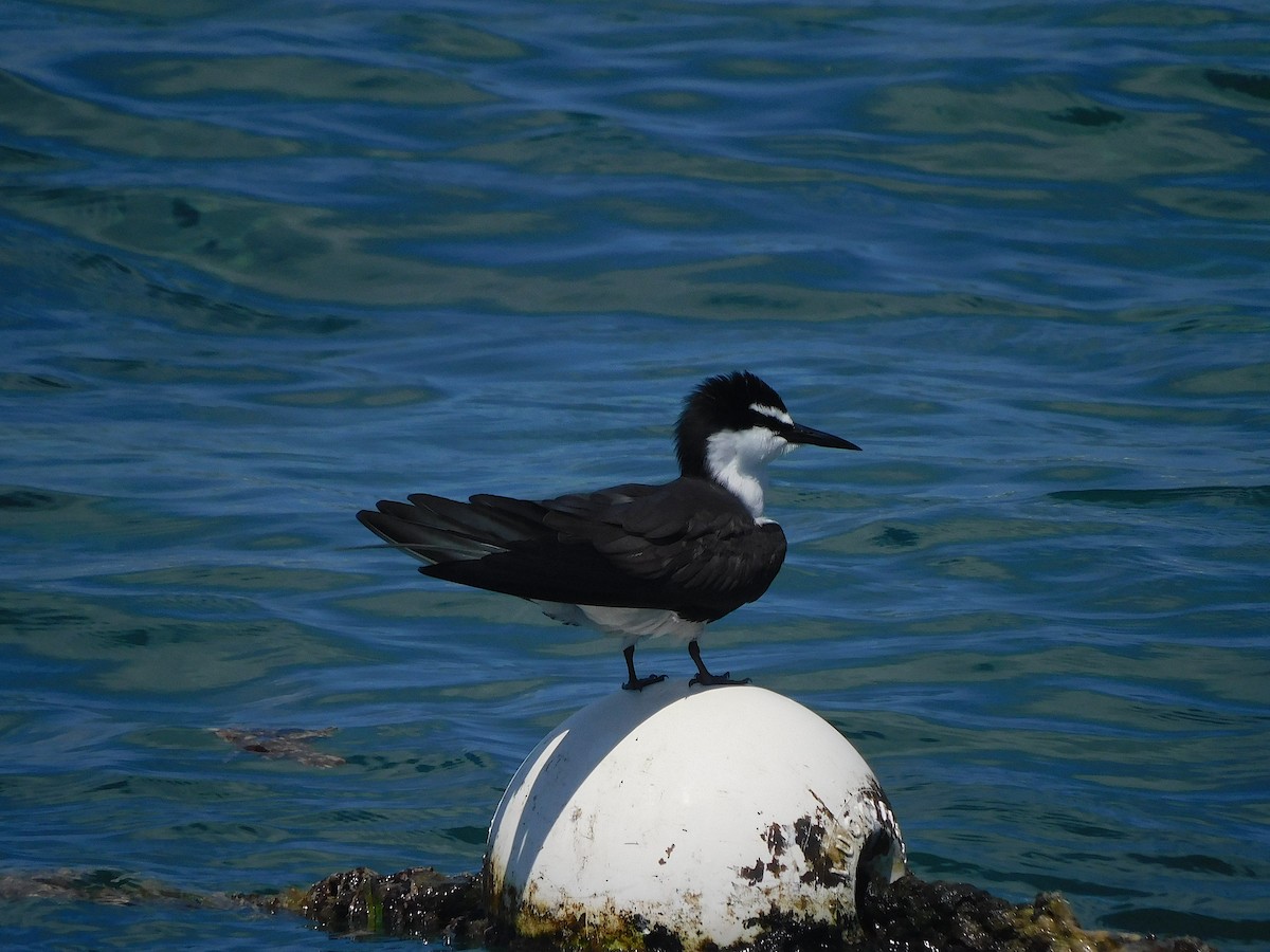 שחפית רסן - ML644915350