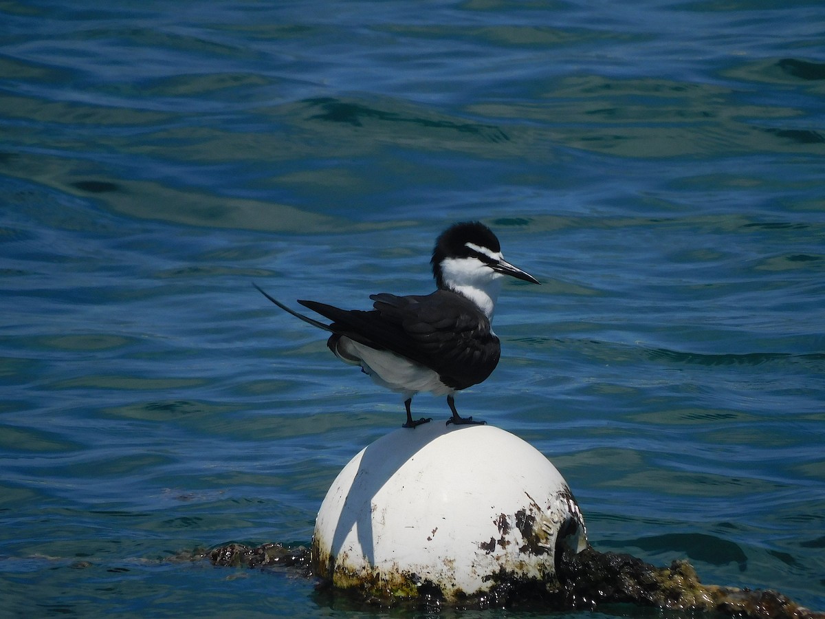 שחפית רסן - ML644915351