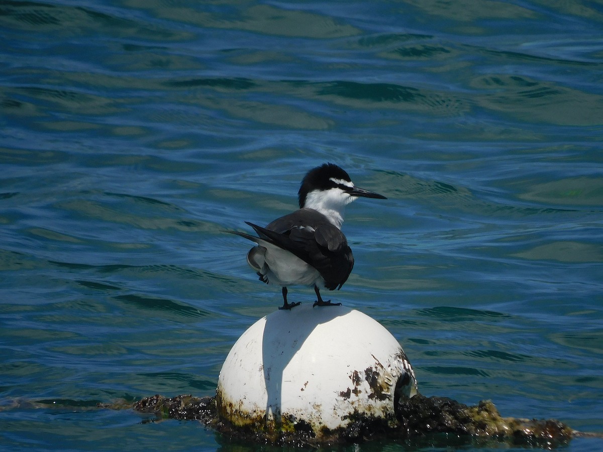 שחפית רסן - ML644915352
