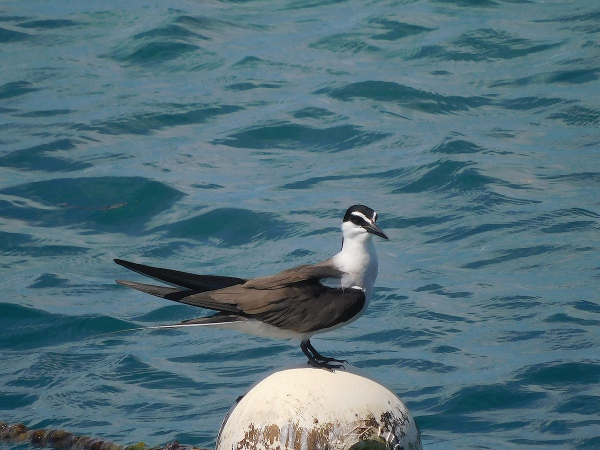 שחפית רסן - ML644915358