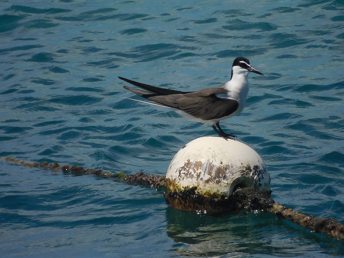 שחפית רסן - ML644915360
