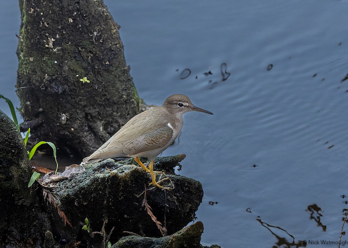 Spotted Sandpiper - ML644915406