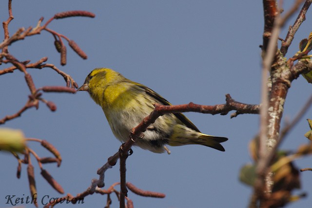 Eurasian Siskin - ML644915451