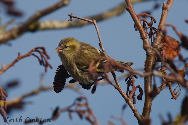 Eurasian Siskin - ML644915452
