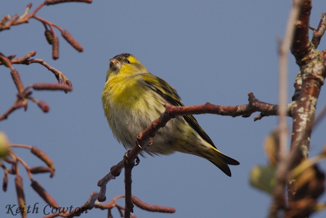 Eurasian Siskin - ML644915453