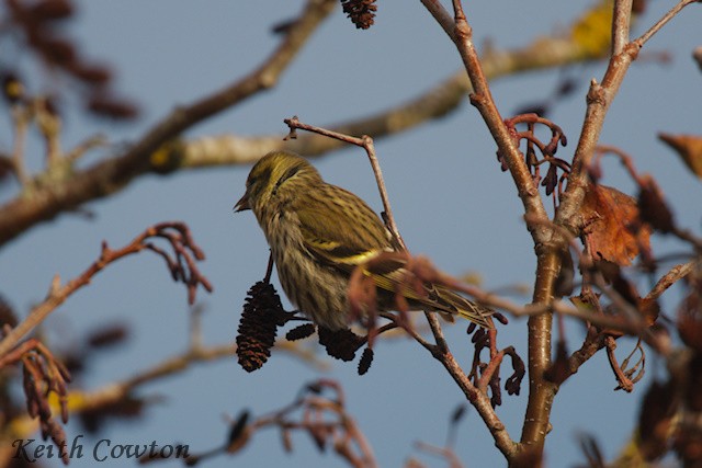 Eurasian Siskin - ML644915454