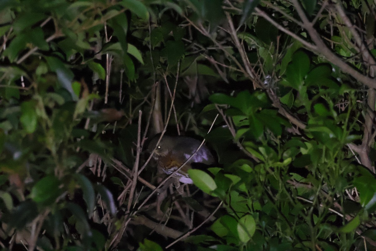 Gray-backed Thrush - ML644915463