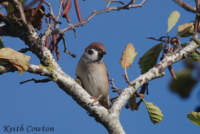 Eurasian Tree Sparrow - ML644915492