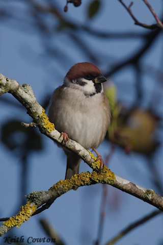 Eurasian Tree Sparrow - ML644915493
