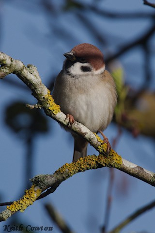 Eurasian Tree Sparrow - ML644915494