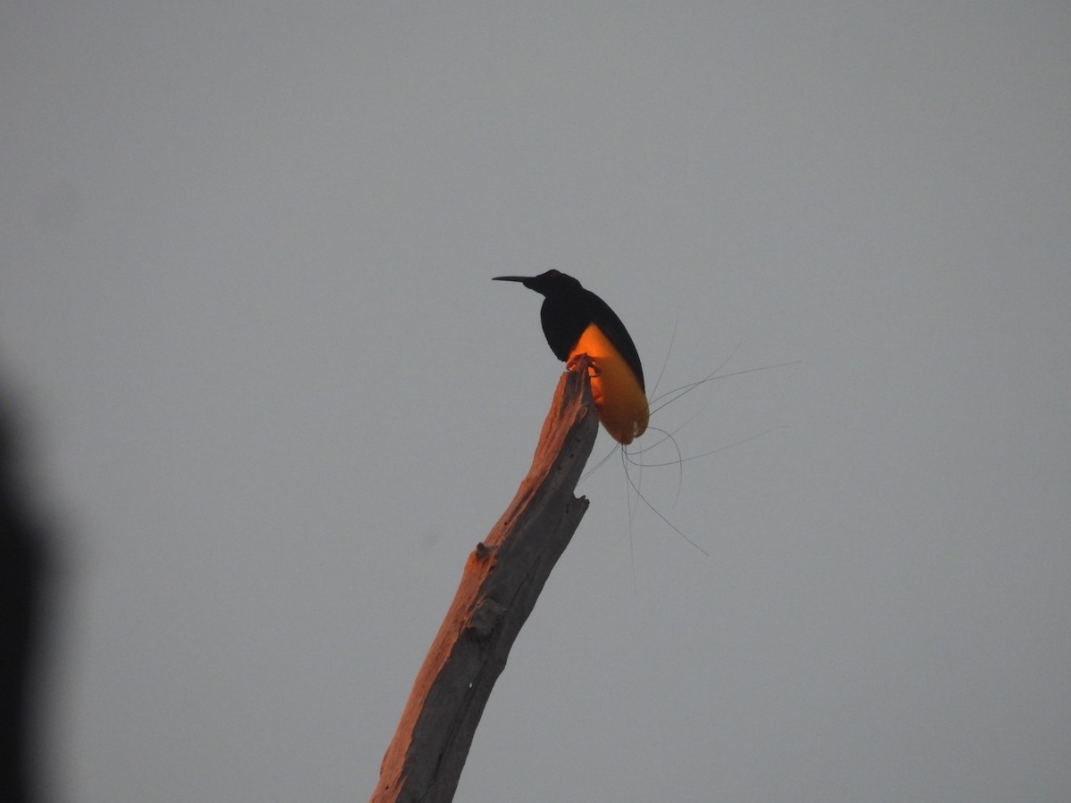 Twelve-wired Bird-of-Paradise - ML644915495