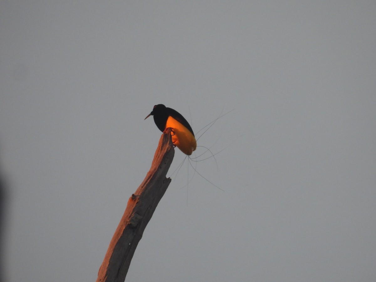 Twelve-wired Bird-of-Paradise - ML644915496