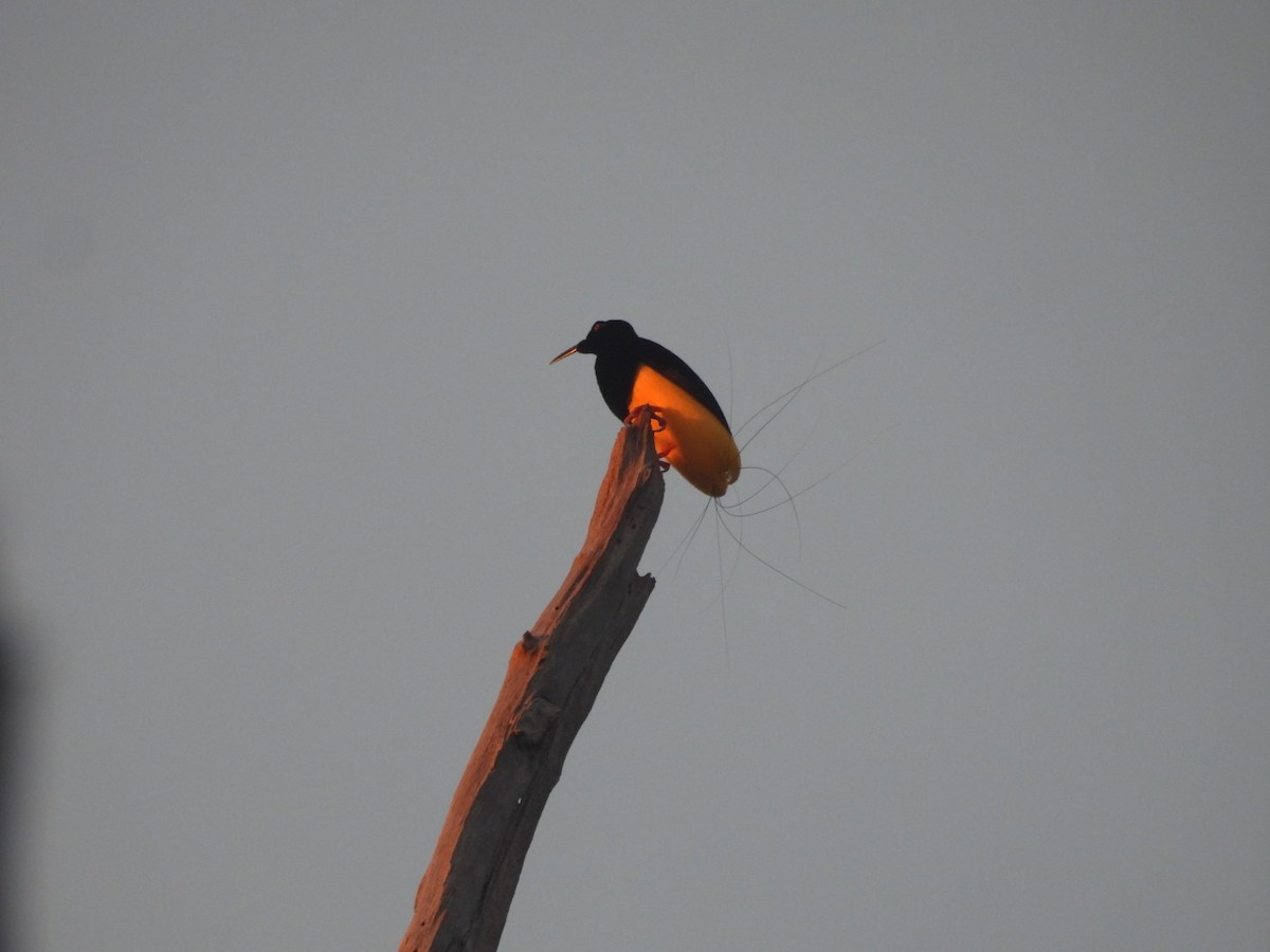 Twelve-wired Bird-of-Paradise - ML644915497