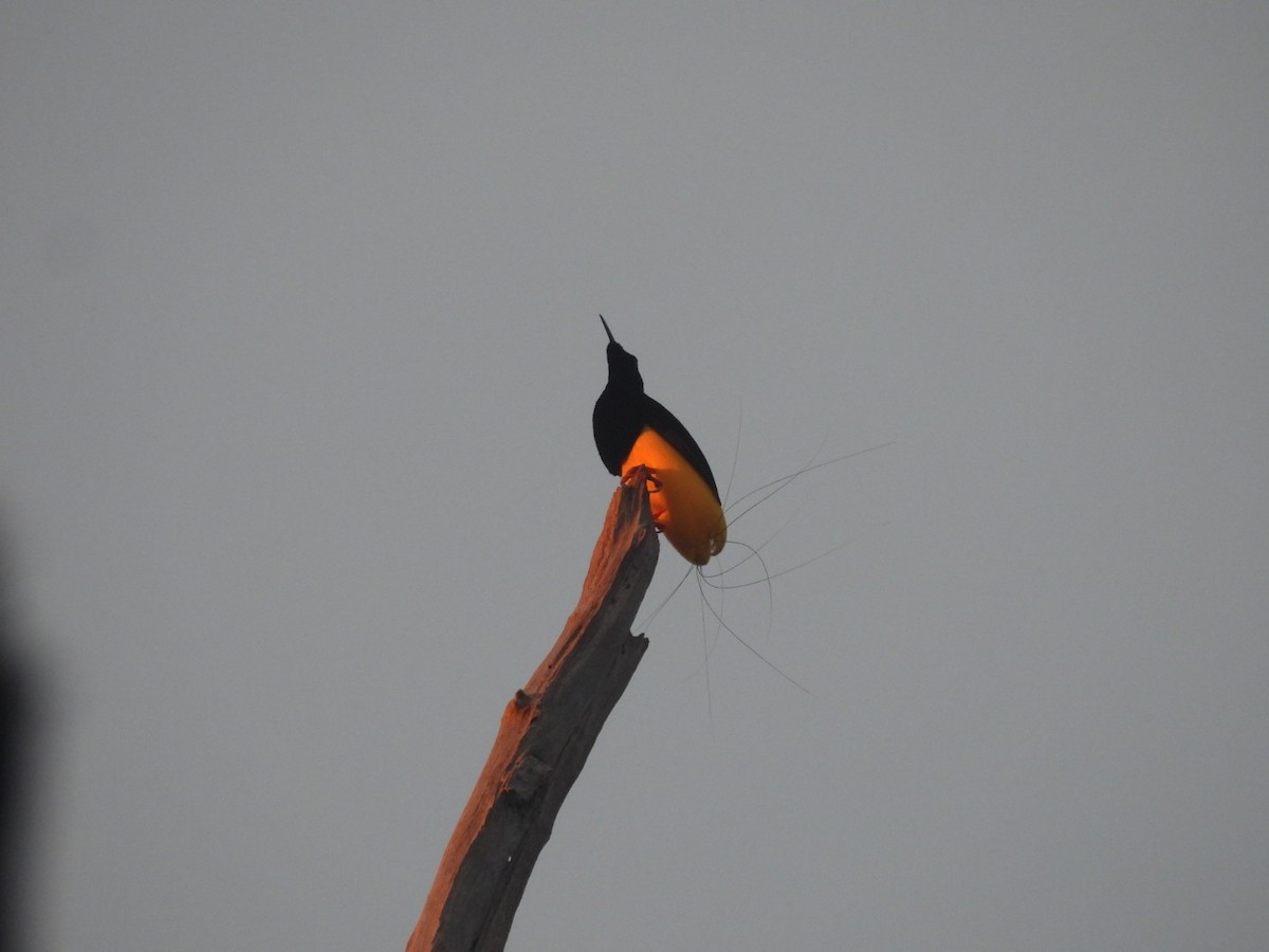Twelve-wired Bird-of-Paradise - ML644915498