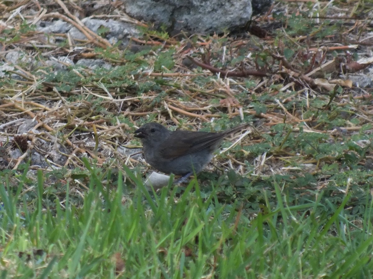 Barbados Bullfinch - ML644915499
